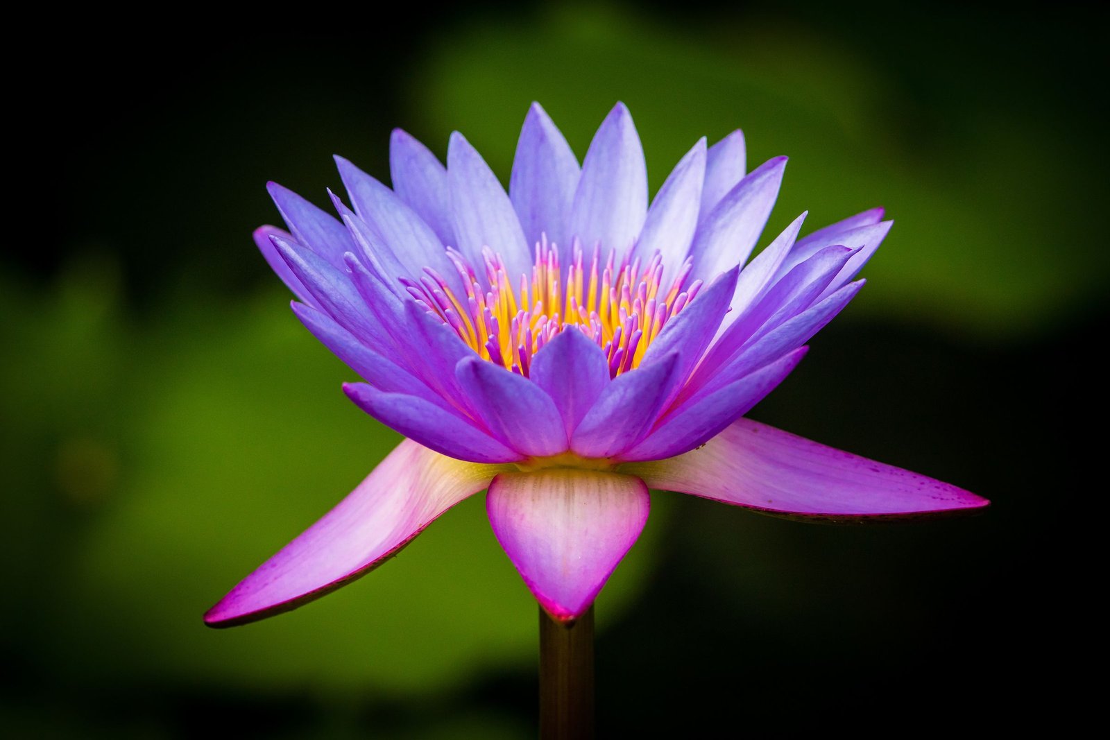 wildlife photography safari Water Lily 2 Sri Lanka Inger Vandyke